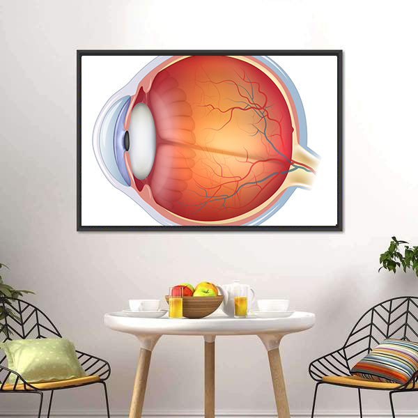 Human Eye Anatomy Canvas Wall Art