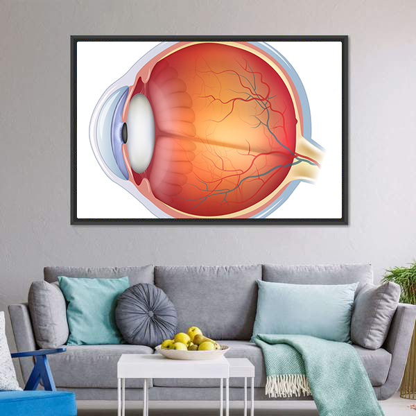 Human Eye Anatomy Canvas Wall Art