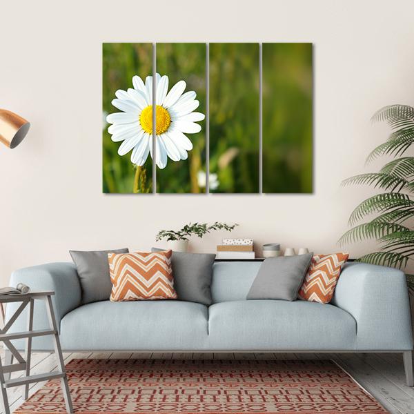White Marguerite Flower Canvas Wall Art-4 Horizontal-Gallery Wrap-34" x 24"-Tiaracle