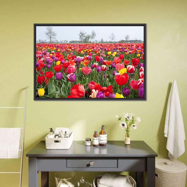 Coloured Tulips Canvas Wall Art-3 Horizontal-Gallery Wrap-25" x 16"-Tiaracle