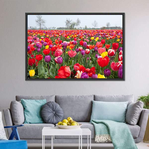 Coloured Tulips Canvas Wall Art-3 Horizontal-Gallery Wrap-25" x 16"-Tiaracle