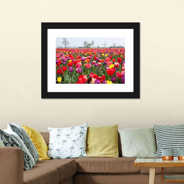 Coloured Tulips Canvas Wall Art-3 Horizontal-Gallery Wrap-25" x 16"-Tiaracle
