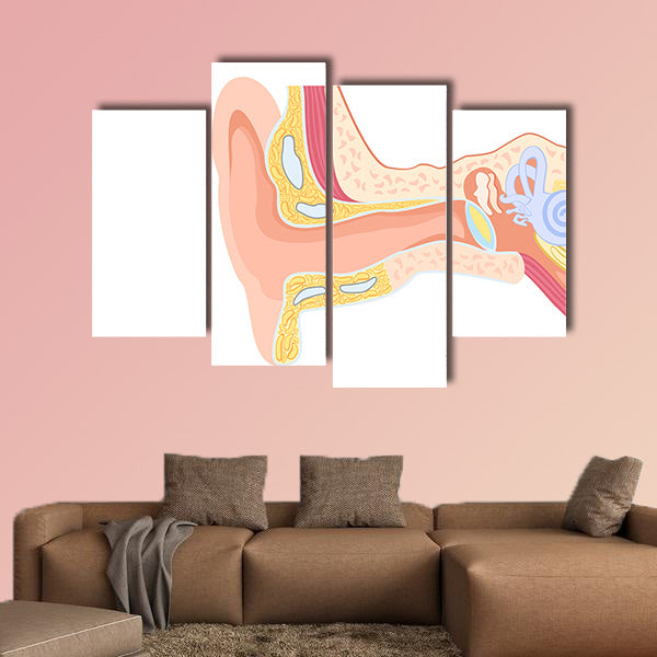 Labeled Human Ear Anatomy Diagram Canvas Wall Art