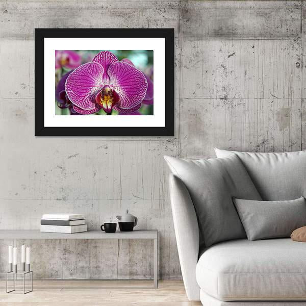 Orchid Flower Canvas Wall Art-5 Horizontal-Gallery Wrap-22" x 12"-Tiaracle