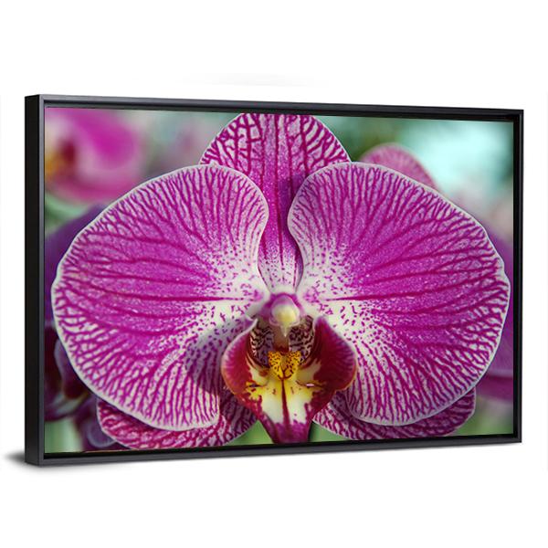 Orchid Flower Canvas Wall Art-5 Horizontal-Gallery Wrap-22" x 12"-Tiaracle