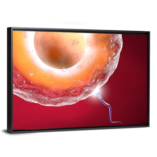 Ovum And Sperm Canvas Wall Art-1 Piece-Floating Frame-24" x 16"-Tiaracle