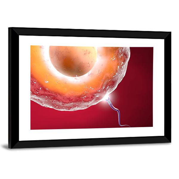 Ovum And Sperm Canvas Wall Art-1 Piece-Framed Print-20" x 16"-Tiaracle
