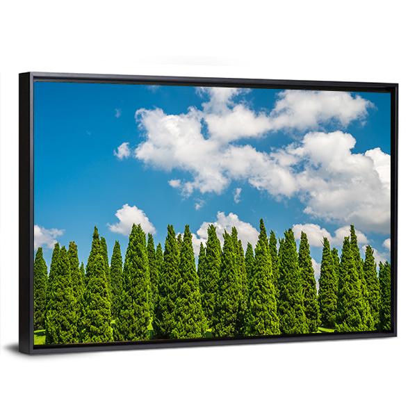 Pine Tree In Big Park Chiang Mai Canvas Wall Art-3 Horizontal-Gallery Wrap-25" x 16"-Tiaracle