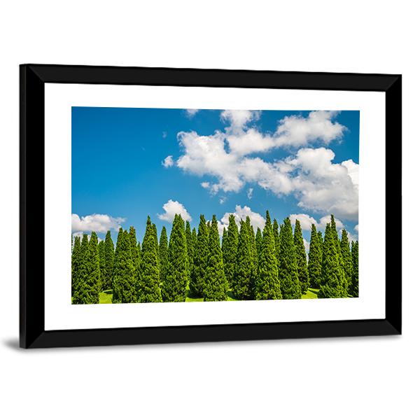 Pine Tree In Big Park Chiang Mai Canvas Wall Art-3 Horizontal-Gallery Wrap-25" x 16"-Tiaracle