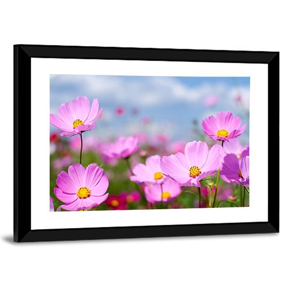 Pink Cosmos Field And Sky Canvas Wall Art-3 Horizontal-Gallery Wrap-25" x 16"-Tiaracle