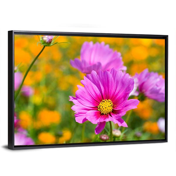 Pink Cosmos In The Flower Fields Canvas Wall Art-3 Horizontal-Gallery Wrap-25" x 16"-Tiaracle