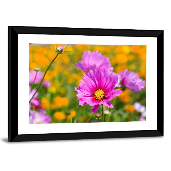 Pink Cosmos In The Flower Fields Canvas Wall Art-3 Horizontal-Gallery Wrap-25" x 16"-Tiaracle