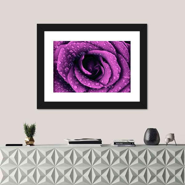 Purple Rose With Dew Drops Canvas Wall Art-1 Piece-Framed Print-20" x 16"-Tiaracle