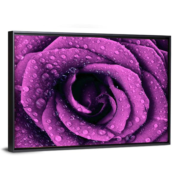 Purple Rose With Dew Drops Canvas Wall Art-3 Horizontal-Gallery Wrap-25" x 16"-Tiaracle