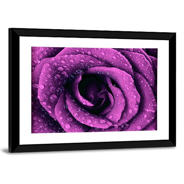 Purple Rose With Dew Drops Canvas Wall Art-5 Horizontal-Gallery Wrap-22" x 12"-Tiaracle