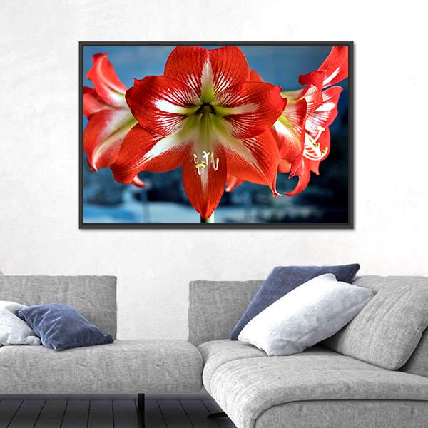 Red Amarillis Flower Canvas Wall Art-5 Horizontal-Gallery Wrap-22" x 12"-Tiaracle