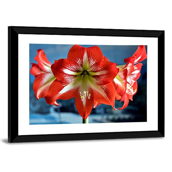 Red Amarillis Flower Canvas Wall Art-5 Horizontal-Gallery Wrap-22" x 12"-Tiaracle