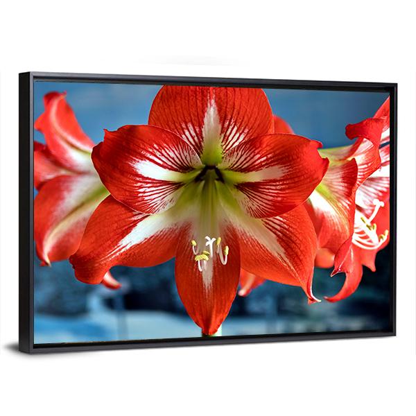 Red Amarillis Flower Canvas Wall Art-5 Horizontal-Gallery Wrap-22" x 12"-Tiaracle