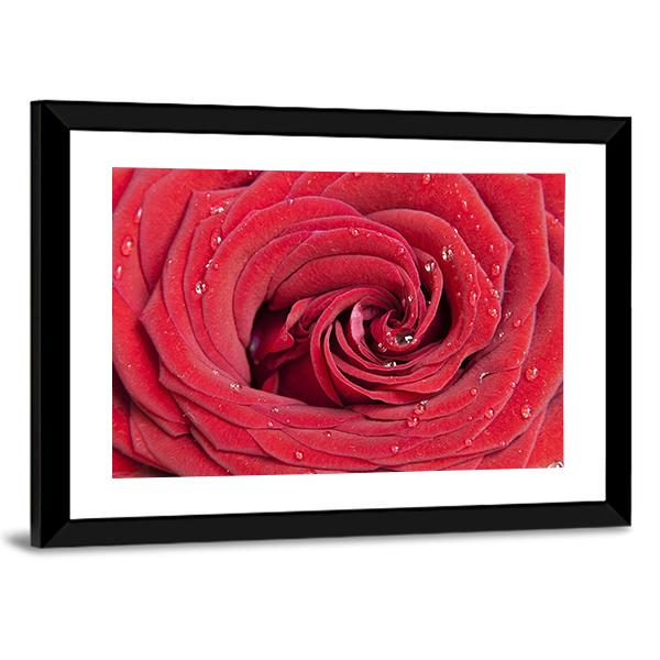 Red Rose Close Up Canvas Wall Art-3 Horizontal-Gallery Wrap-25" x 16"-Tiaracle