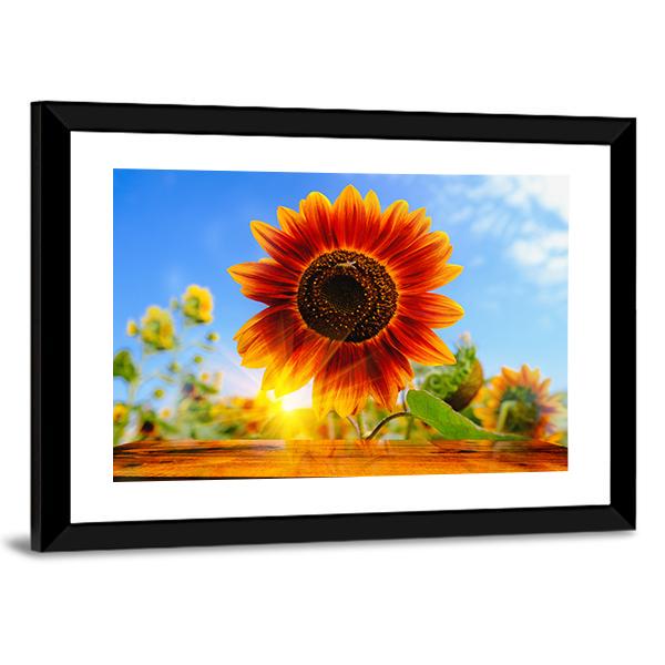 Red Sunflowers Field With Sun Rise Flare Effect Canvas Wall Art-3 Horizontal-Gallery Wrap-25" x 16"-Tiaracle