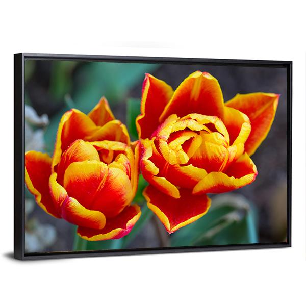 Red Tulips Close-Up Canvas Wall Art-3 Horizontal-Gallery Wrap-25" x 16"-Tiaracle