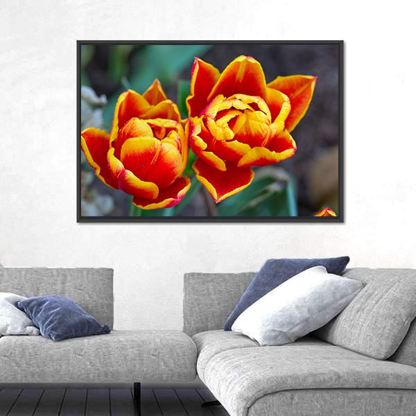 Red Tulips Close-Up Canvas Wall Art-5 Horizontal-Gallery Wrap-22" x 12"-Tiaracle