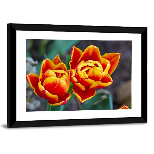 Red Tulips Close-Up Canvas Wall Art-5 Horizontal-Gallery Wrap-22" x 12"-Tiaracle