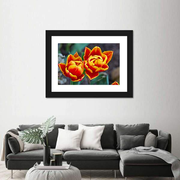 Red Tulips Close-Up Canvas Wall Art-5 Horizontal-Gallery Wrap-22" x 12"-Tiaracle