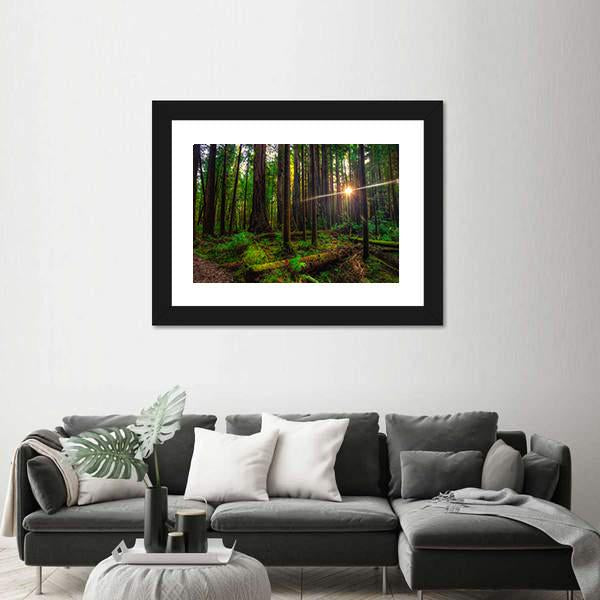 Redwoods Forest and Sunlight Canvas Wall Art-1 Piece-Framed Print-20&quot; x 16&quot;-Tiaracle