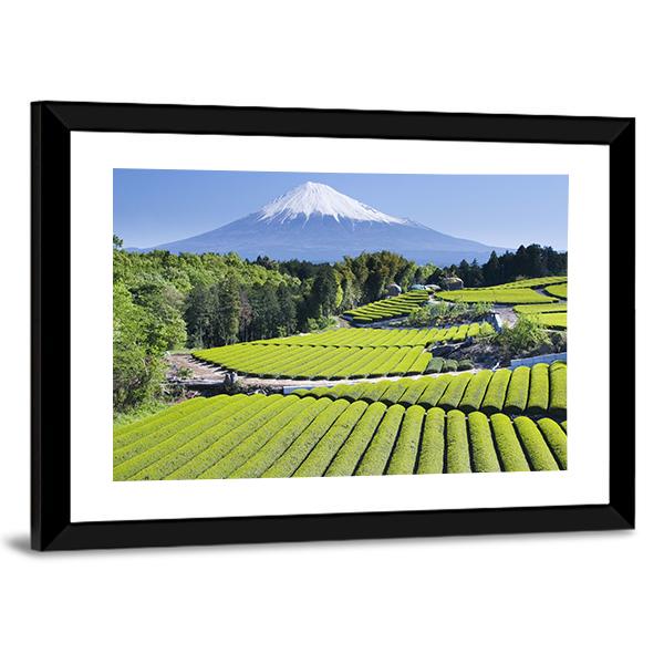 Rows Of Fresh Green Tea With Mount Fuji Canvas Wall Art-5 Horizontal-Gallery Wrap-22&quot; x 12&quot;-Tiaracle