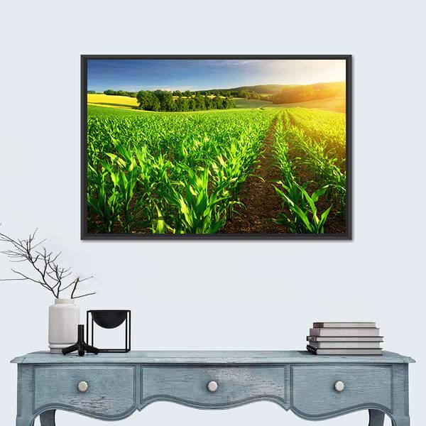 Rows Of Young Corn Plants On A Fertile Field Canvas Wall Art-1 Piece-Floating Frame-24" x 16"-Tiaracle