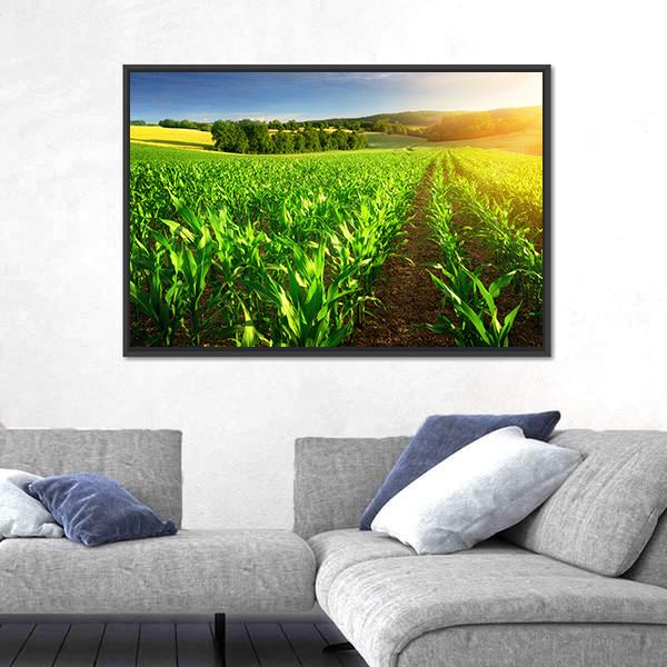 Rows Of Young Corn Plants On A Fertile Field Canvas Wall Art-3 Horizontal-Gallery Wrap-25" x 16"-Tiaracle
