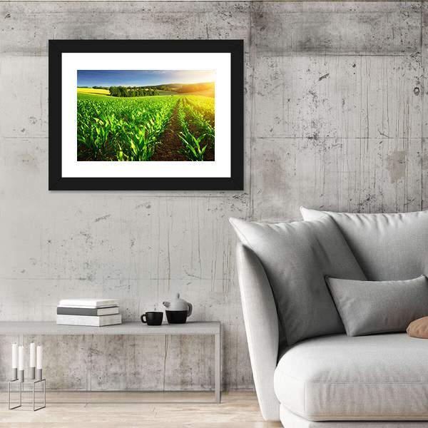 Rows Of Young Corn Plants On A Fertile Field Canvas Wall Art-3 Horizontal-Gallery Wrap-25" x 16"-Tiaracle