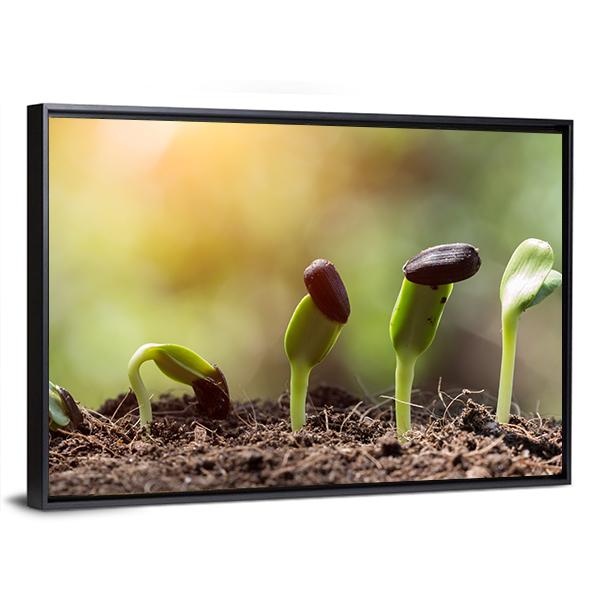 Seed Root On Soil With Sunbeam Canvas Wall Art-3 Horizontal-Gallery Wrap-25" x 16"-Tiaracle