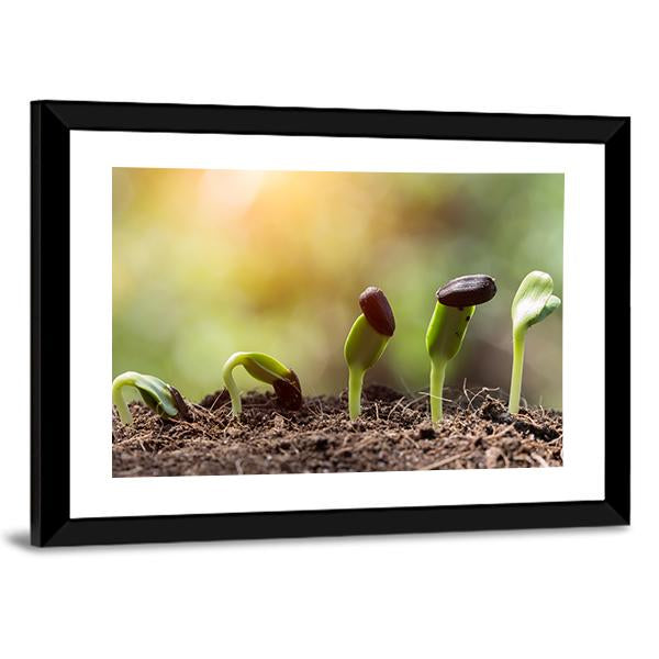 Seed Root On Soil With Sunbeam Canvas Wall Art-3 Horizontal-Gallery Wrap-25" x 16"-Tiaracle