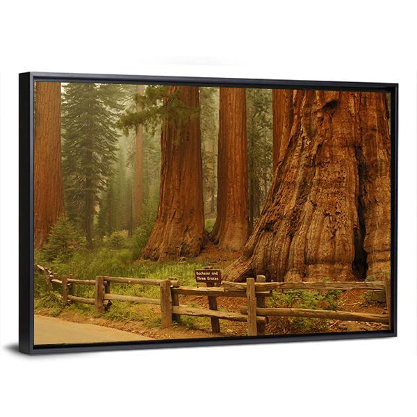 Sequioa Natianal Park In California Canvas Wall Art-3 Horizontal-Gallery Wrap-25" x 16"-Tiaracle