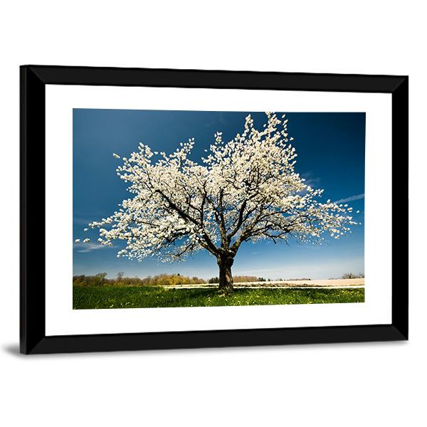 Single Blossoming Tree In Spring Canvas Wall Art-1 Piece-Framed Print-20" x 16"-Tiaracle
