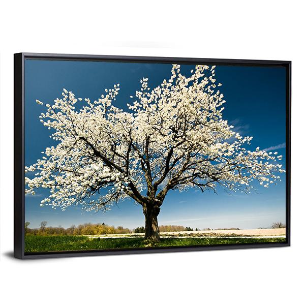Single Blossoming Tree In Spring Canvas Wall Art-1 Piece-Floating Frame-24" x 16"-Tiaracle