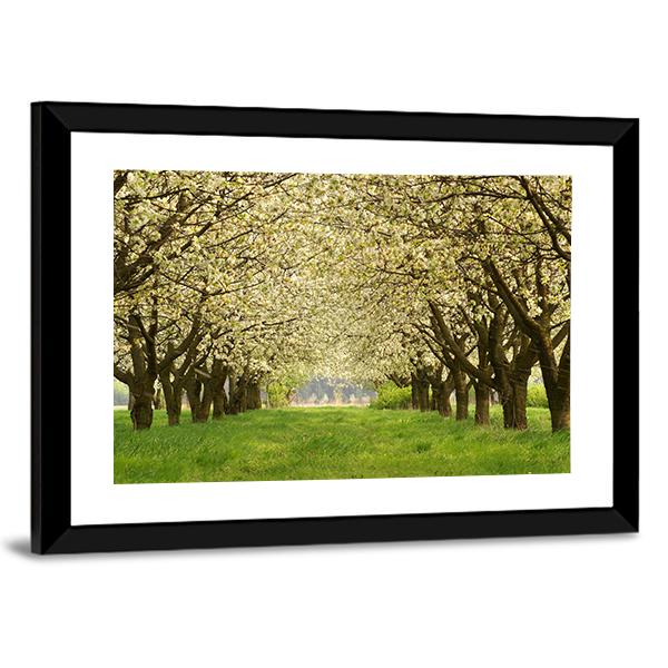 Spring In Cherry Orchard Poland Canvas Wall Art-5 Horizontal-Gallery Wrap-22" x 12"-Tiaracle