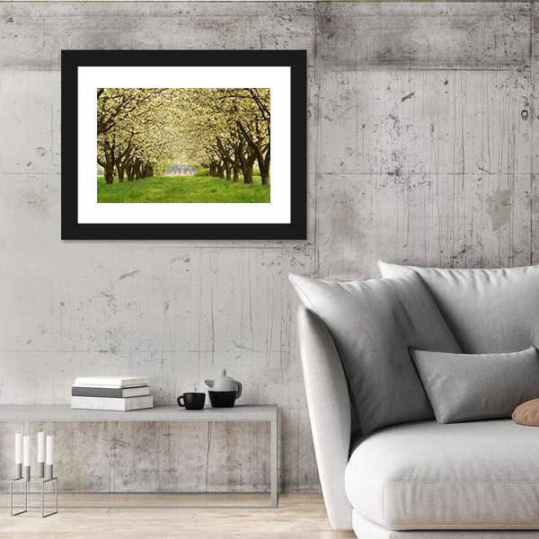 Spring In Cherry Orchard Poland Canvas Wall Art-5 Horizontal-Gallery Wrap-22" x 12"-Tiaracle