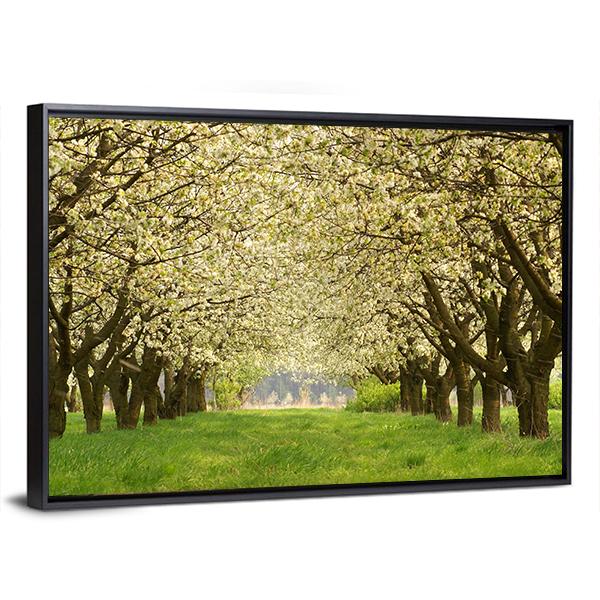 Spring In Cherry Orchard Poland Canvas Wall Art-5 Horizontal-Gallery Wrap-22" x 12"-Tiaracle