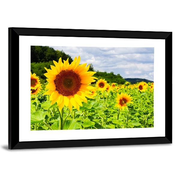 Sunflower Field In Sunny Weather Canvas Wall Art-5 Horizontal-Gallery Wrap-22" x 12"-Tiaracle