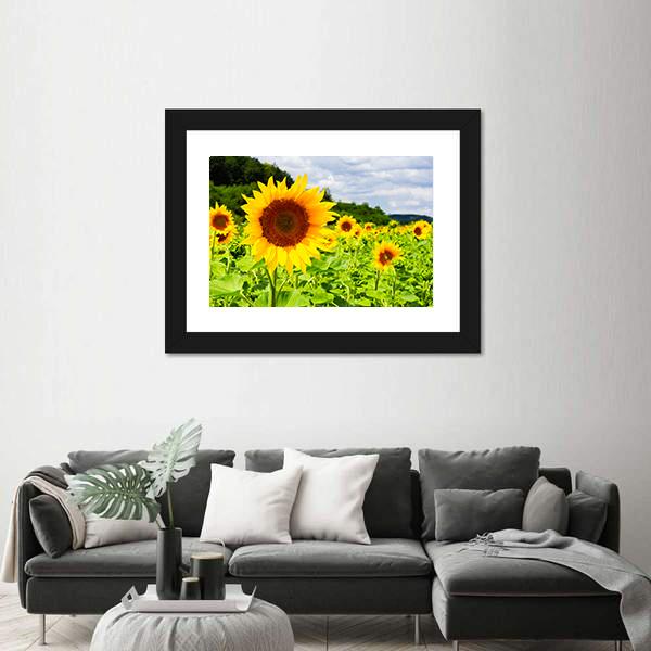 Sunflower Field In Sunny Weather Canvas Wall Art-5 Horizontal-Gallery Wrap-22" x 12"-Tiaracle