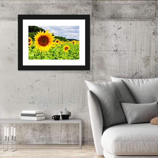 Sunflower Field In Sunny Weather Canvas Wall Art-5 Horizontal-Gallery Wrap-22" x 12"-Tiaracle