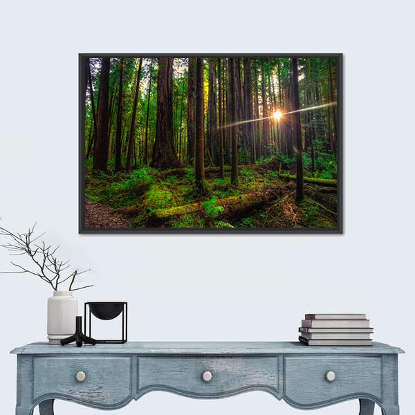 Sunlight in the Redwoods Canvas Wall Art in brown and green, framed canvas, product view on a white background