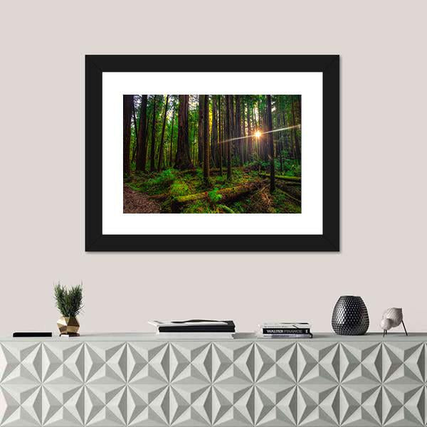 Sunlight In The Redwoods Forest Canvas Wall Art-1 Piece-Framed Print-20" x 16"-Tiaracle