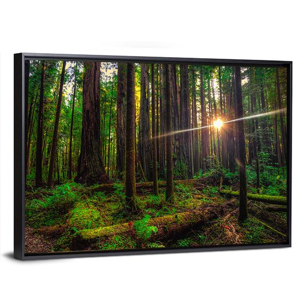 Sunlight In The Redwoods Forest Canvas Wall Art-3 Horizontal-Gallery Wrap-25" x 16"-Tiaracle