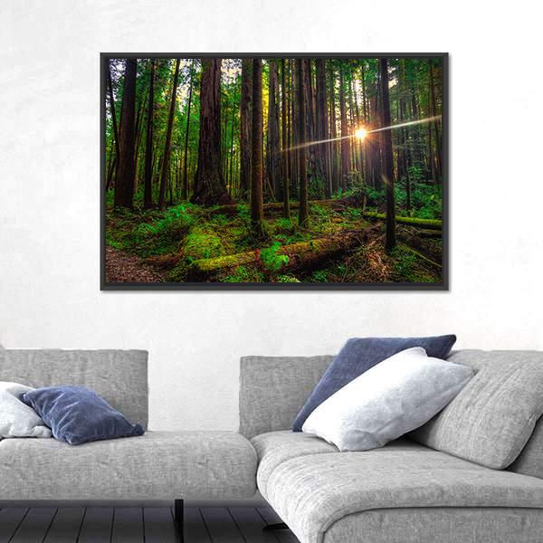 Sunlight In The Redwoods Forest Canvas Wall Art-3 Horizontal-Gallery Wrap-25" x 16"-Tiaracle