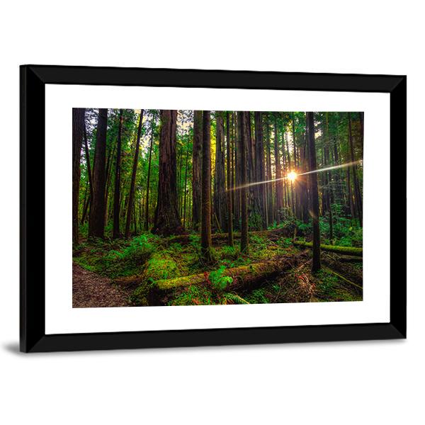 Sunlight In The Redwoods Forest Canvas Wall Art-3 Horizontal-Gallery Wrap-25" x 16"-Tiaracle