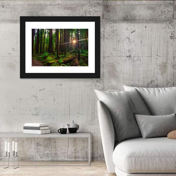 Sunlight In The Redwoods Forest Canvas Wall Art-3 Horizontal-Gallery Wrap-25" x 16"-Tiaracle